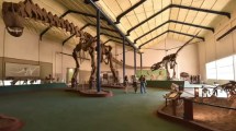 Imagen de El museo de Plaza Huincul abre las puertas del área de colección de fósiles en su cumple