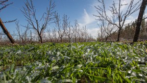 Cómo estará este fin de semana en Neuquén y Río Negro: conocé el pronóstico del tiempo