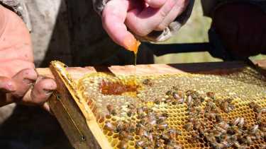 Los apilcutoes revisan las colmenas de abejas antes de llevarlas a la sala de extracción de miel. Foto: Andrés Maripe