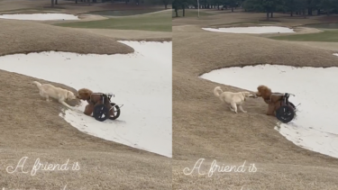 La tierna imagen de dos perros que destaca el valor de la amistad. 