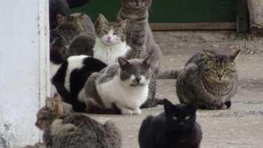 Hay distintas razas de gatos con determinadas características. Foto: Gentileza.