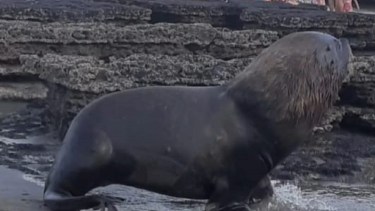 El video enviado por un lector muestra como el lobo regresa al agua ante el asedio de las personas.