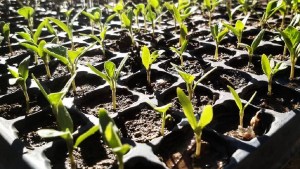 Roca: Cómo funciona el Sistema de Garantía Participativa de Productores Agroecológicos