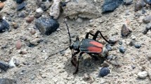 Imagen de Alertan sobre la aparición de “bichos locos” en varios barrios de Zapala