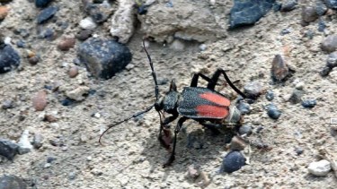 Aparecieron ejemplares de “bichos locos” en varios barrios de Zapala . Foto gentileza