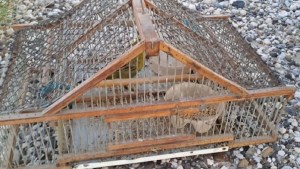 Detienen a dos hombres por traficar aves en peligro de extinción