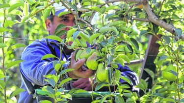 La cosecha de peras está en plenitud en el Alto Valle de Río Negro y Neuquén.