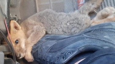 Piden circular con precaución: chocaron a una cría de zorro en la ruta 40 y tuvieron que «dormirla»