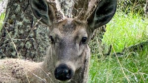 Caminaba en El Chaltén, se acercó un huemul y filmó el video de su vida: «Nunca lo olvidaré»
