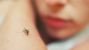 Un niño grave en Garupá por un cuadro de Leishmaniasis Visceral: de qué se trata