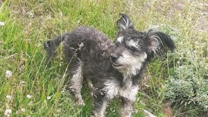 Una perra se escapó de su auto en Cutral Co cuando viajaba y su familia la busca intensamente