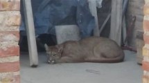 Imagen de La trampa funcionó, pero el puma sigue suelto y una parte del Paseo Costero, cerrado en Neuquén