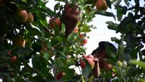 Fiesta de la Manzana 2023: “El potencial productivo del Alto Valle es enorme”