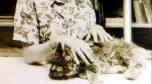 Imagen de Pascualina: la gata más culta de la ciudad de Neuquén
