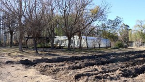 El municipio de Cipolletti apunta a multiplicar los árboles de la ciudad