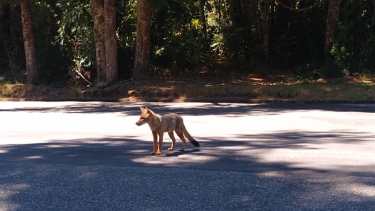 Los turistas filmaron el animal cuando circulaban por la ruta 231. Foto: gentileza