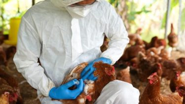 Ayer, se confirmó el primer caso de influenza aviar en el Neuquén. Foto Archivo.
