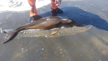 El delfín fue encontrado en la desembocadura del río Negro. (Facebook).-