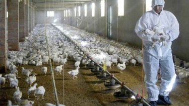 El Gobierno tomó medidas por el avance de la gripe aviar. 
