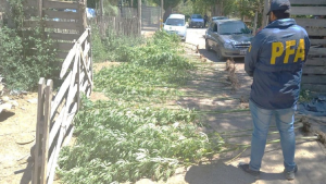 Decomisaron una plantación de marihuana y el dinero de la venta en Cipolletti