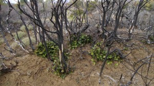 Con apoyo internacional, se creará un vivero de plantas nativas en El Bolsón