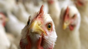 Gripe Aviar en humanos: cómo se transmite la enfermedad y cuáles son los síntomas