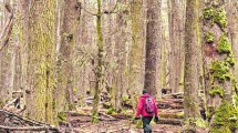 Imagen de Menos bosques, más calor y sequía: siguen violando la ley en Río Negro