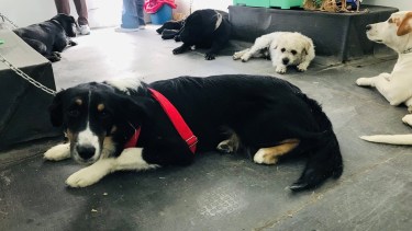 La inscripción para el programa de castración canina y felina se abre hoy en Roca. Foto: ilustrativa