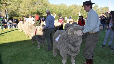 Productores ovinos mostrarán los avances en materia genética en la raza merino, en la Exposición de Maquinchao. Foto: Archivo.
