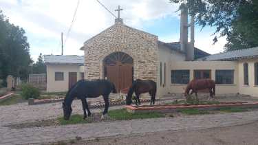 Con gran frecuencia los caballos se instalan en parques y jardines de Jacobacci a comer pasto. Foto: José Mellado