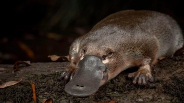 El ornitorrinco patagónico habría compartido época y suelo con los dinosaurios.