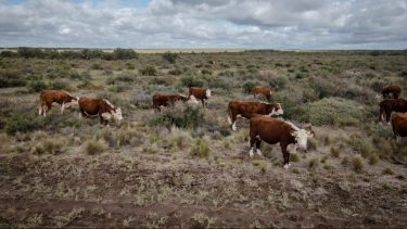 La ganadería en la Patagonia y la incertidumbre si se aplican los cambios en la barrera. Archivo