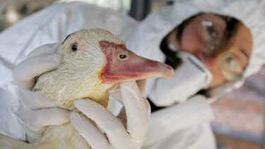 Los animales fueron hallados en la frontera con Bolivia.