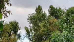 La caída de un árbol dejó sin luz a vecinos de Valle Azul