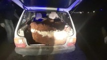 Imagen de Habrá condena de prisión efectiva por abigeato para dos hombres de Viedma