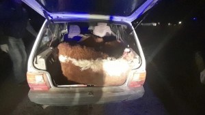 Preocupan los casos de robo de ganado en la región sur