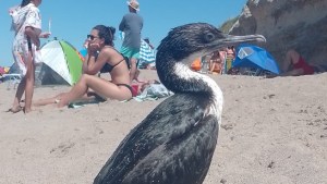 Video: un simpático cormorán se llevó todas las miradas en Las Grutas