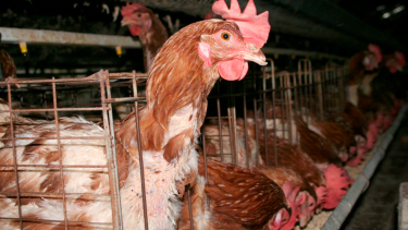 Se sacrifican alrededor de 9 mil aves en Senillosa. Foto: Archivo