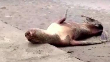 En la Provincia hay muchos lobos afectados por la  influenza aviar. 