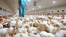 Imagen de Se confirmaron casos nuevos de gripe aviar en Córdoba, Salta y Santa Fe