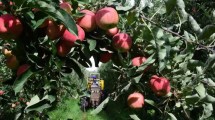 Imagen de Fiesta de la Manzana 2023: manzana que no has de comer… tiene otros usos