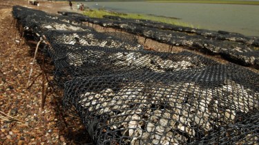 La alerta fue realizada por el área de Pesca de la provincia de Buenos Aires. Foto: Marcelo Ochoa.