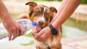 Cómo cuidar a nuestras mascotas durante la ola de calor