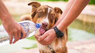 Es importante mantener hidratadas a las mascotas durante estos días, con temperaturas por encima de los 35 grados en toda la reguón.-