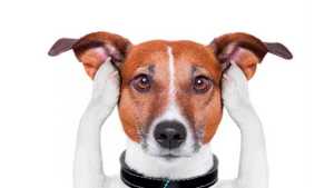 Perros y recitales: “A mí mejor dejame en casa”
