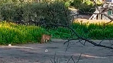 El felino fue hallado por uno de los guardaparques. Foto captura de pantalla