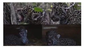 En peligro de extinción: celebran en Chaco el nacimiento de dos yaguaretés en El Impenetrable