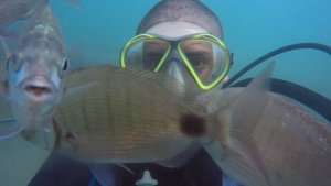 Buceo en Las Grutas: jugar a las escondidas en cuatro barcos hundidos y llenos de vida