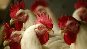 Detectaron un nuevo caso de Gripe Aviar en Río Negro