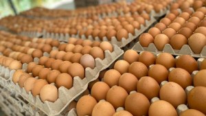 Cuáles son las medidas para prevenir la Salmonelosis